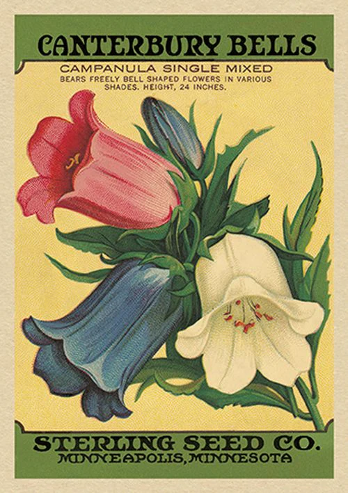 ArtPress Studio - Canterbury Bells