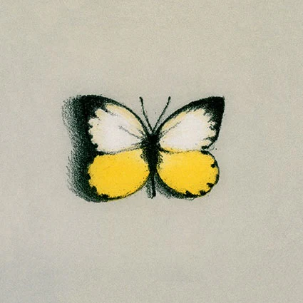 Lisa Milroy - Butterfly