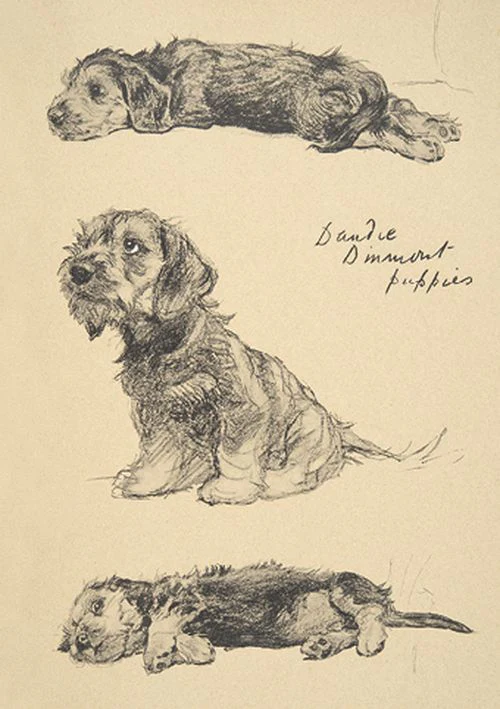 Cecil Aldin - Dandie Dinmont Puppies