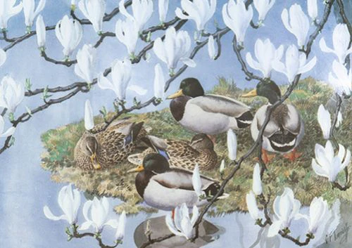 Charles Tunnicliffe - Mallards and Magnolia