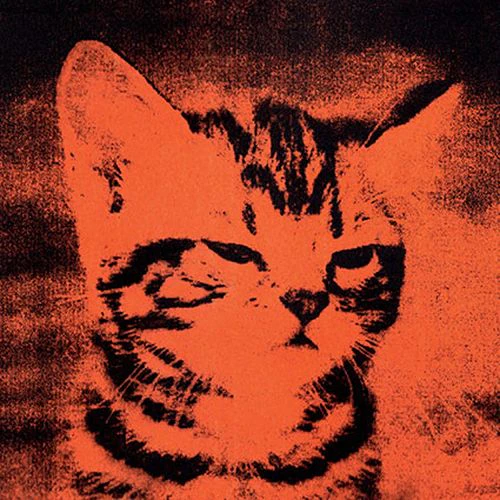 Daniel Wallis - Orange Tom