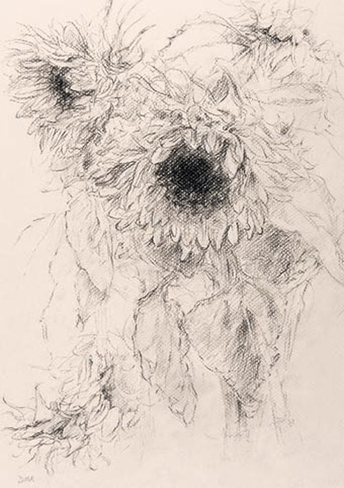 Diana Armfield - Beautiful Sunflowers