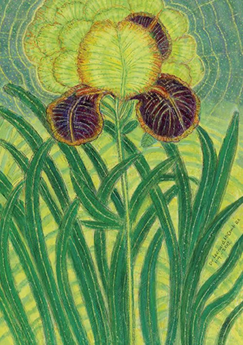 Dr Leonard McComb - Iris
