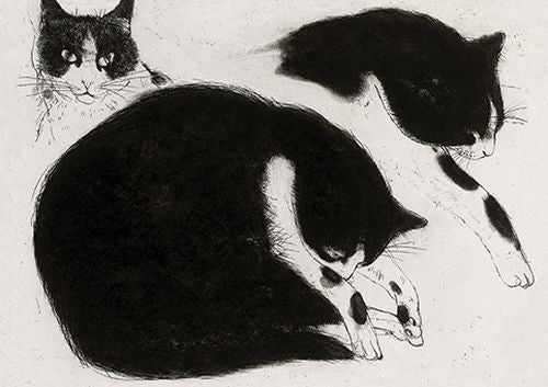 Elizabeth Blackadder - Black and white cat