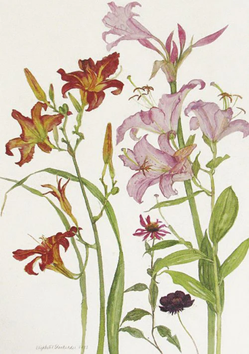 Elizabeth Blackadder - Day Lilies