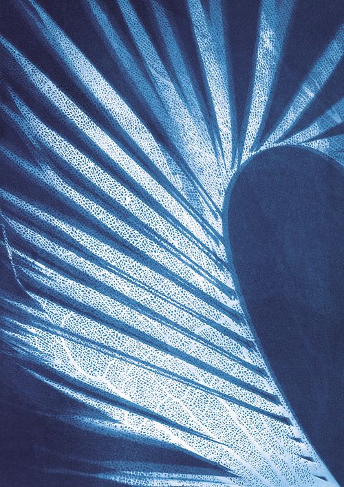 Jo de Pear - Arched Areca
