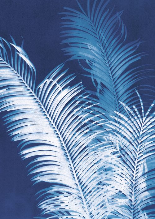 Jo de Pear - Midnight Palms