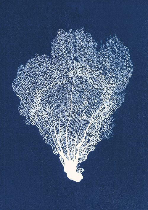 Jo de Pear - Sea Fan