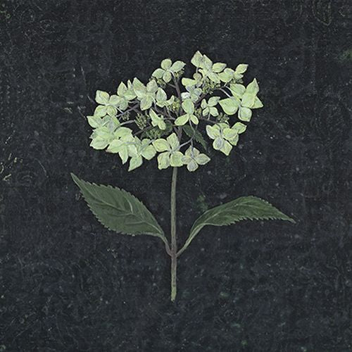 Melanie Millar - Pale Green Hydrangea