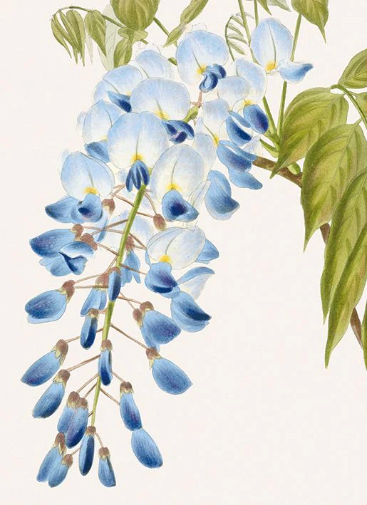 Museums and Galleries - Wisteria