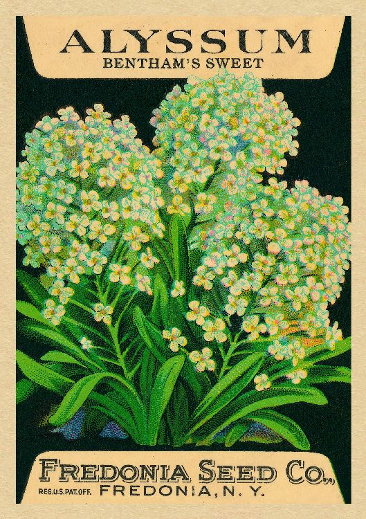 ArtPress Studio - Bentham's Sweet Alyssum