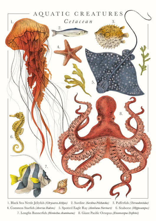 The Art File - Aquatic Creatures