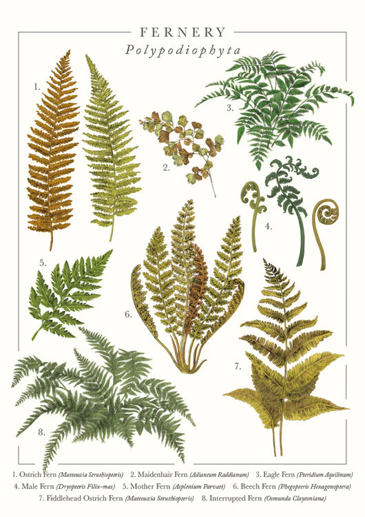 The Art File - Fernery