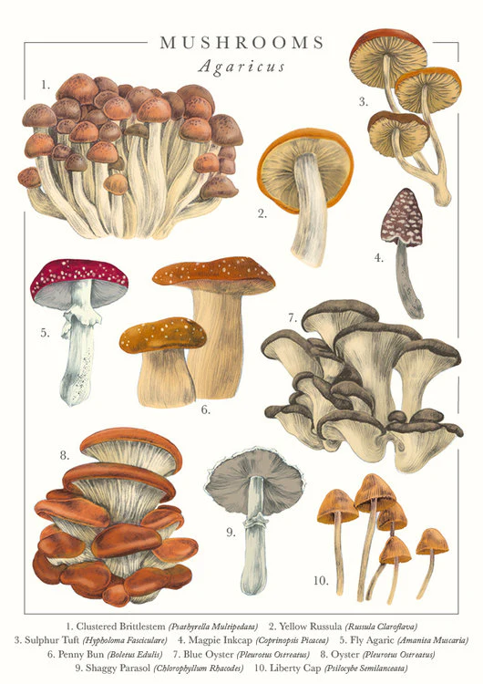 The Art File - Mushrooms