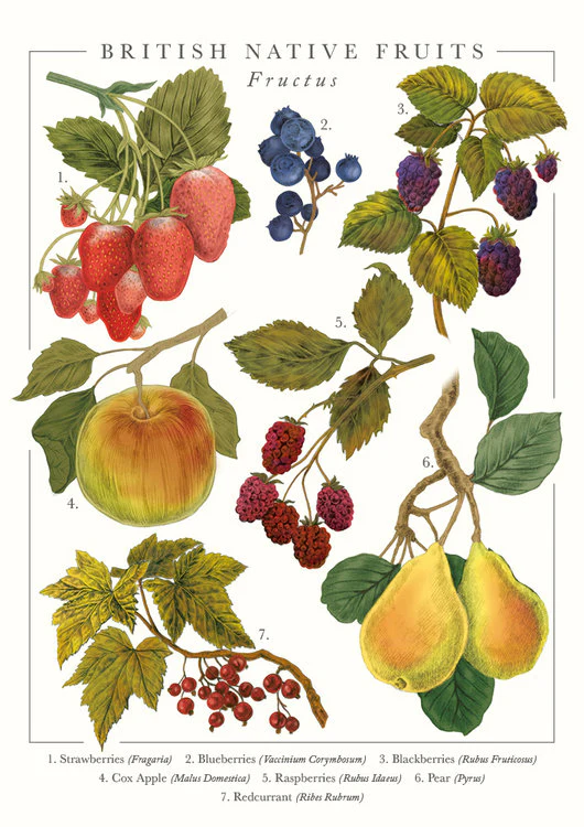 The Art File - Native Fruits