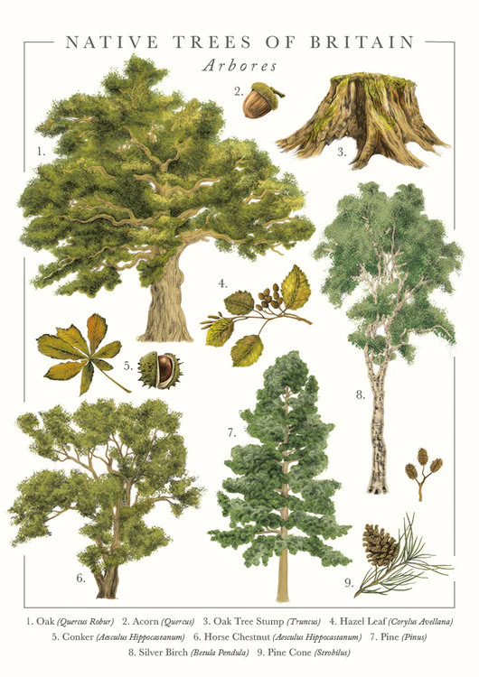 The Art File - Native Trees