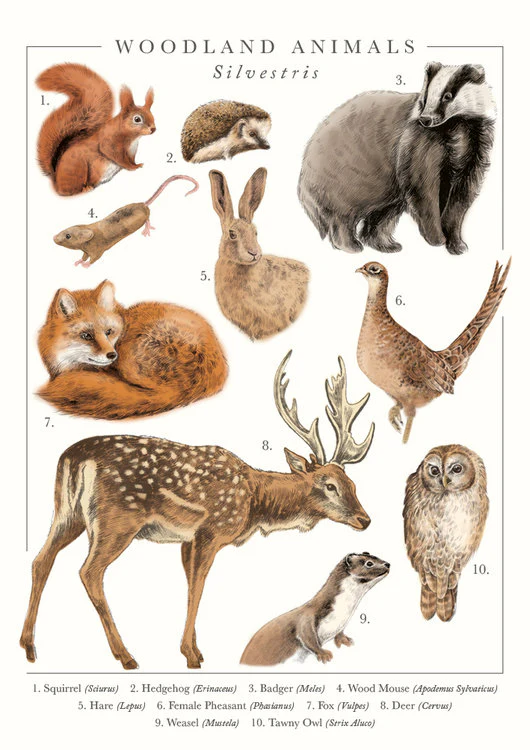 The Art File - Woodland Animals