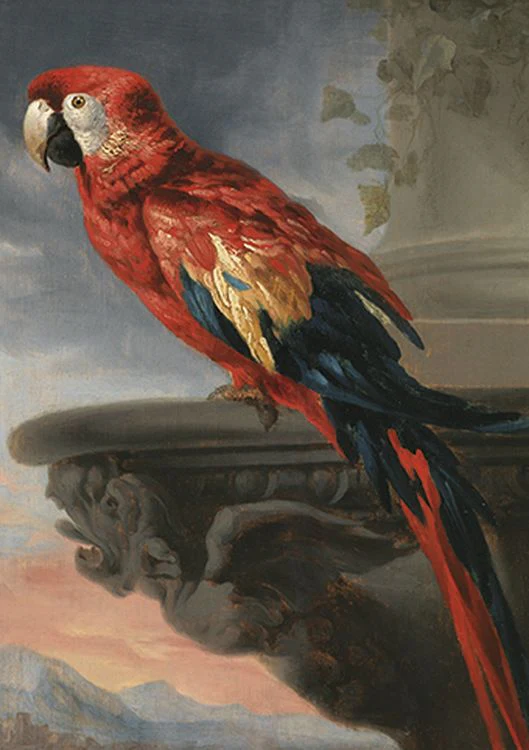 The Courtauld Collection - Parrot