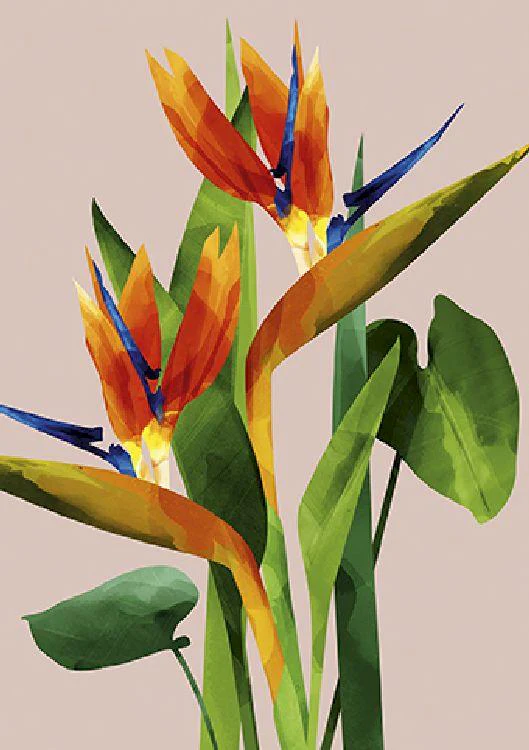 Green Lili - Birds of Paradise