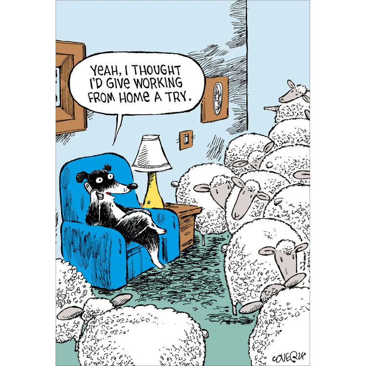 Woodmansterne - Sheepdog Working From Home